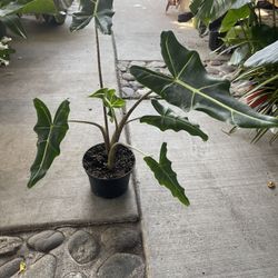 6” Hybrid Alocasia Sarian 