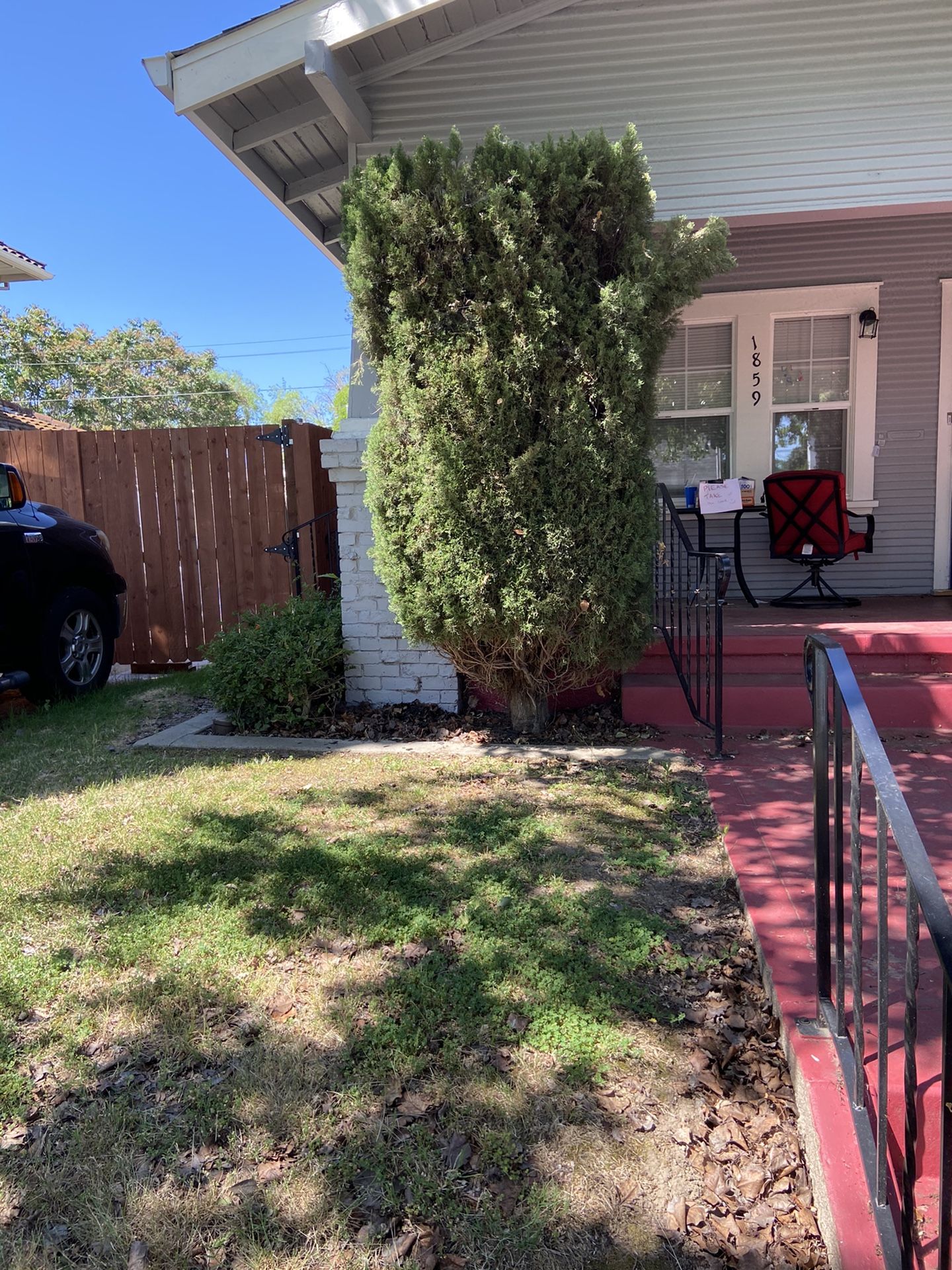 Free shrub/tree
