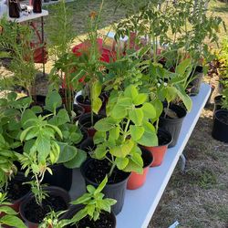$5-$10 Plant Sale 