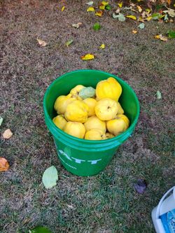 Quince (Айва пахучая) $2 per LB.
