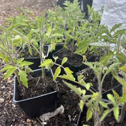 FREE Tomatoe Plants
