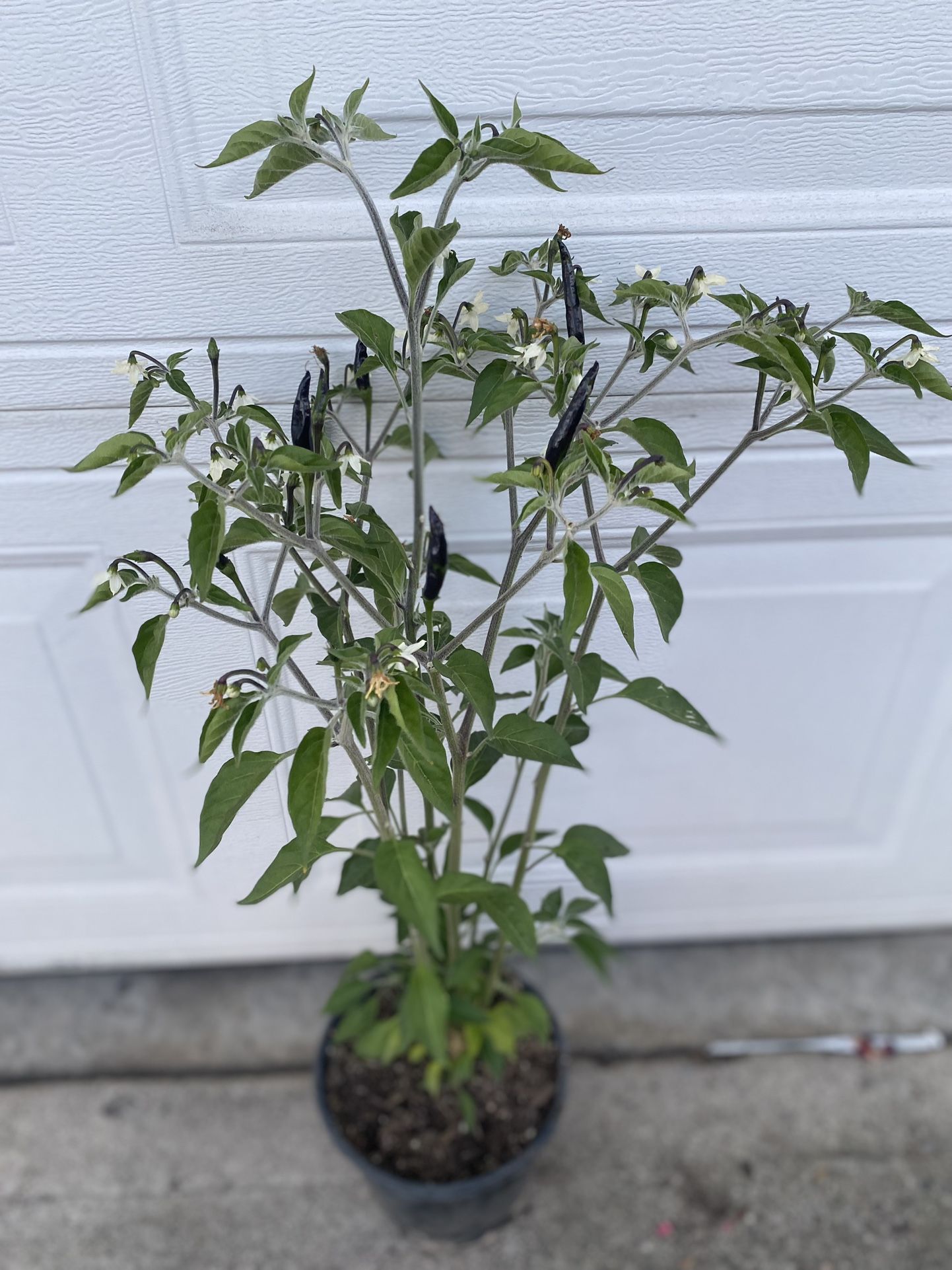 Black Cobra Peppers Plant, In 1 Gallon Pot Pick Up Only