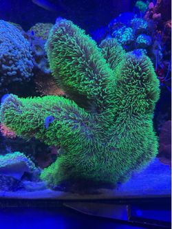 Coral Decorations