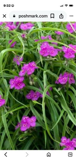 Spider wart - Perennial