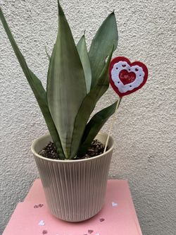 Moonshine Snake Plant Valentines Gift 