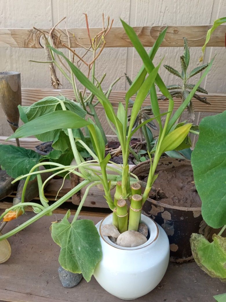 Bamboo Cluster Bomb Plant White Rock 🪨