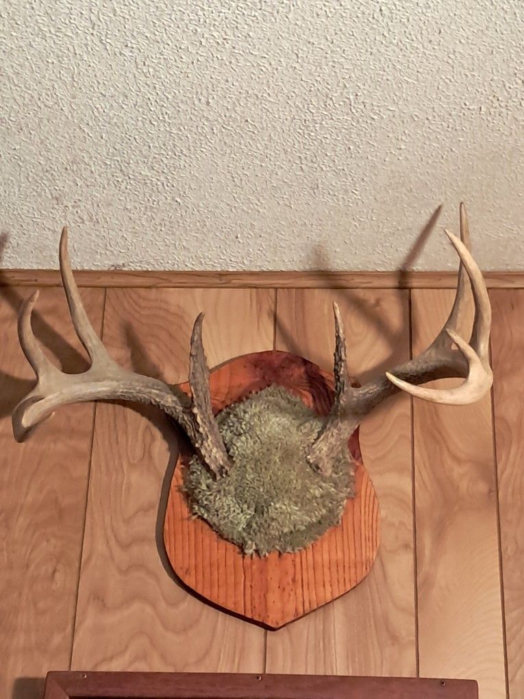 Deer Antlers