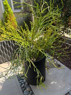 Thick 2 Rooted Succulent Firesticks Grows fast