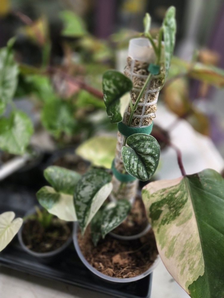 Scindapsus Variegated Mayari