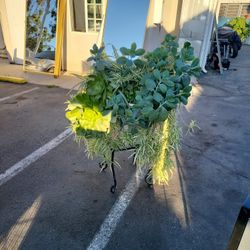 Planta