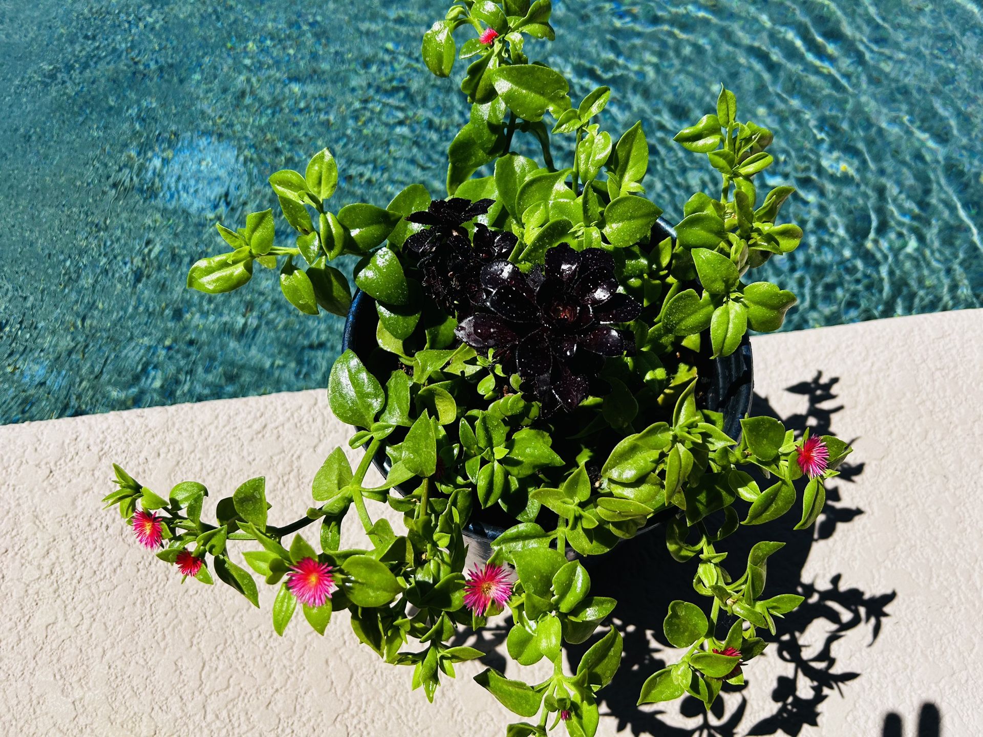 $9 Each Potted w/ Multiple Flowers And Plants