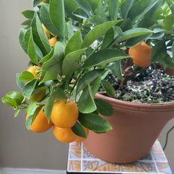Large Clementine Orange Plant 🪴 