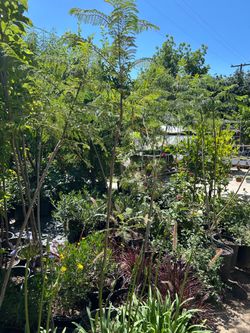 Fruit trees shade trees 35$ each