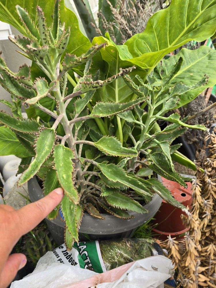 2 Large Kalanchoe 🪴 Plants