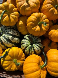 🎃 Pumpkins