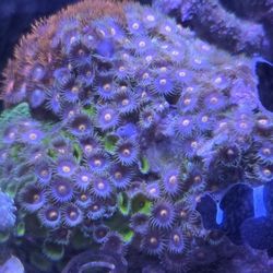 Fake Saltwater Decorations