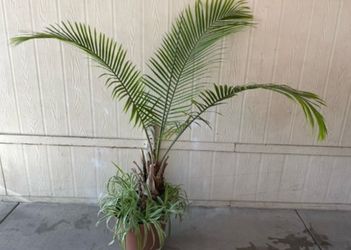 Palma natural $$45