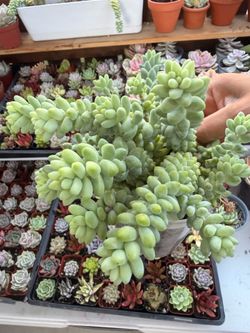 4” donkey tail