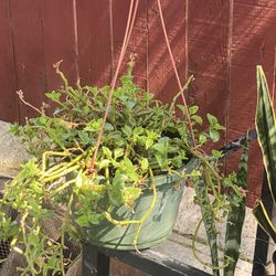 Hanging Plant