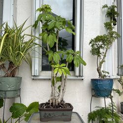 Tropical Plant Bonsai