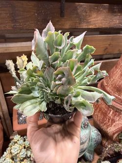 Echeveria Pink Trumpet 4”