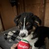 Eddie