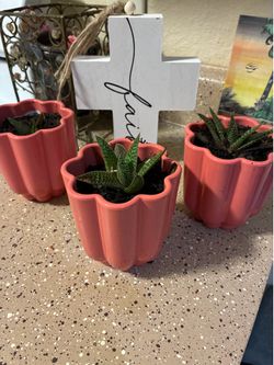 Succulent plant
