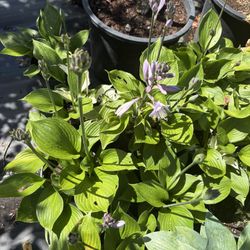 Hosta Plants 