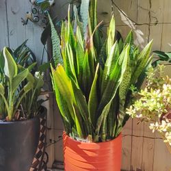 Large Snake Plant in Ceramic Pot – Full & Healthy