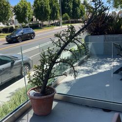 Succulent Tree 