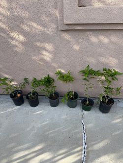 Plantas