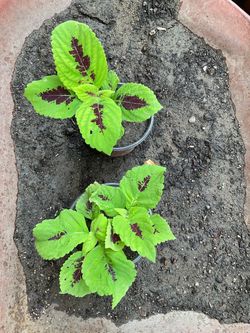 Kong lime sprite coleus live plant $7