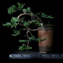 Cascade Bonsai Tree - Live Outdoor Plant