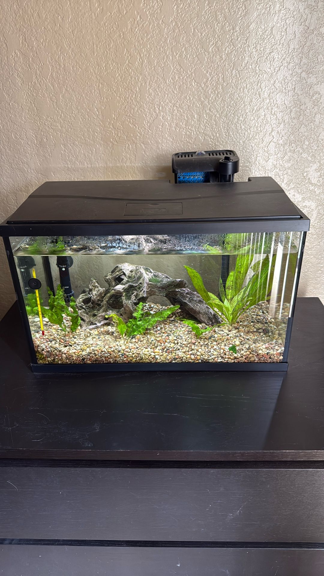 10 Gallon Fish Tank 