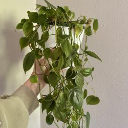 Heart Leaf Philodendron 
