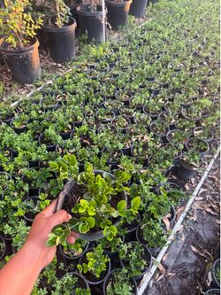 Carissa Macrocarpa “Green Carpet”