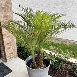 Palm Tree Indoor Outdoor