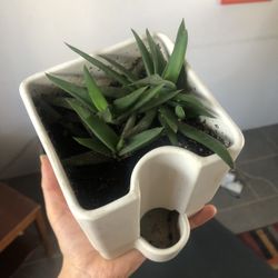Succulent In Self-watering Pot