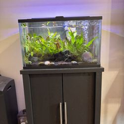 Fish Tank And Fish