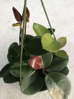 $35 Each Hoya Australia