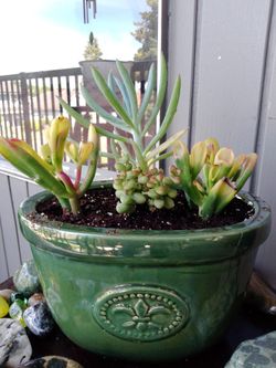 Succulent Plants