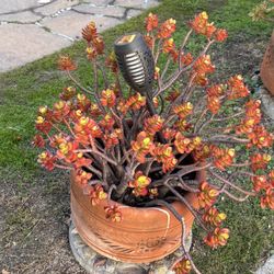 8 Jade Plants With Pot Available For Immediate Sale: $25 Each