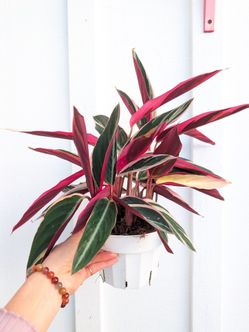 Calathea Stromanthe Triostar Plant 6" Pot - Indoor House Plants
