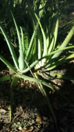 Savila plant