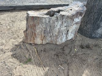 Large Petrified Wood Specimen