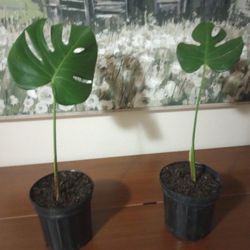 Swiss Cheese 🧀 Starter Plants