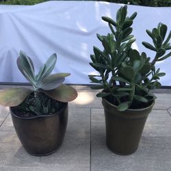 Flap Jack, zebra plant succulents & jade in 2 pretty clay pots