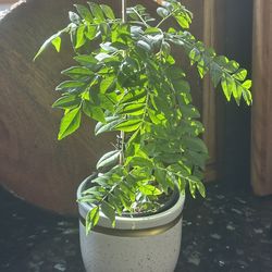 Curry Leaf Plant - Price is Fixed -last few left