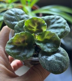 African Violet Starter Plant