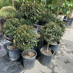 Euginia Topiary Bonsai